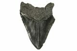 Bargain, Fossil Megalodon Tooth - South Carolina #294424-1